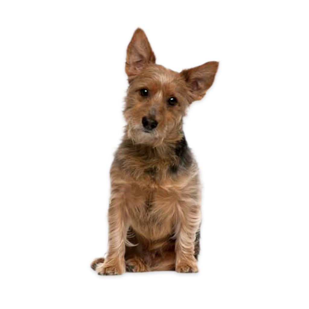 Australian Terrier PushPawz